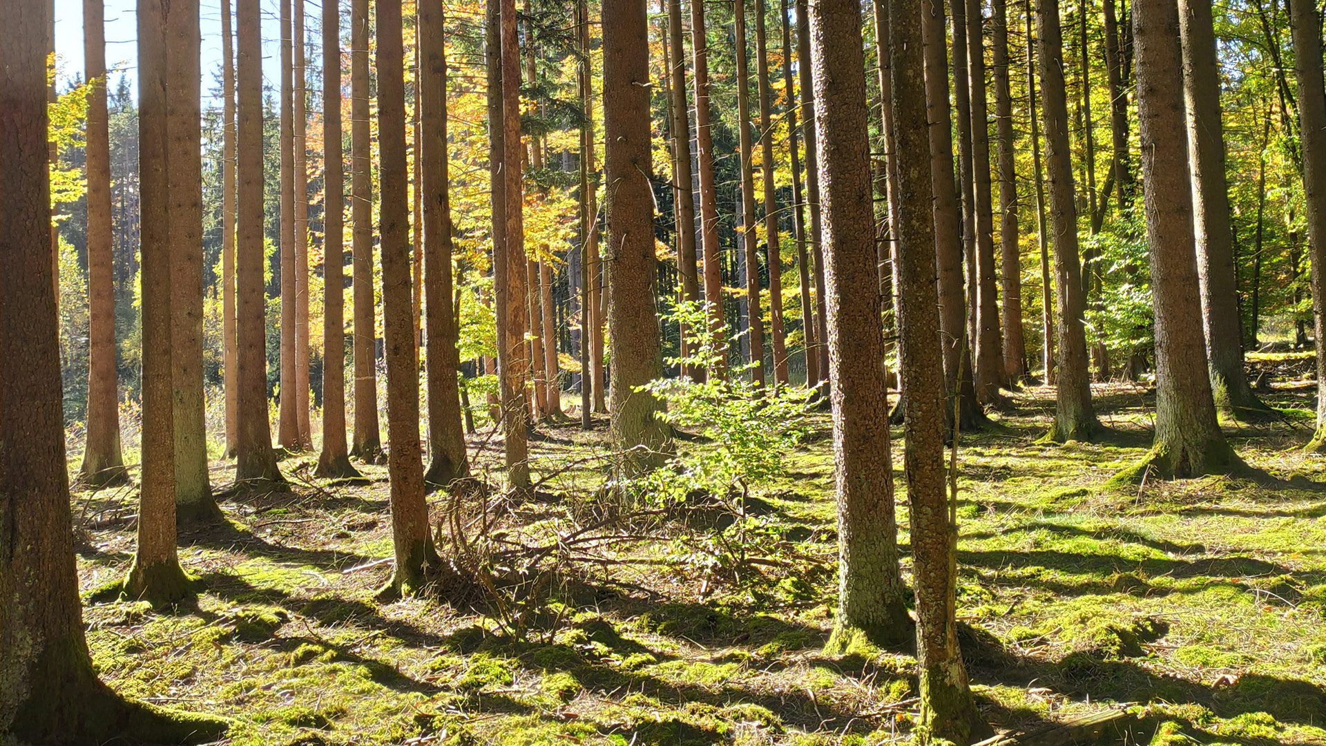 Mehr über den Artikel erfahren Herbstprogramm 2018